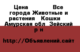 Zolton › Цена ­ 30 000 - Все города Животные и растения » Кошки   . Амурская обл.,Зейский р-н